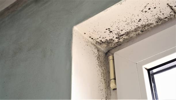 Mold Remediation for Vacation Homes in Jan Phyl Village, FL