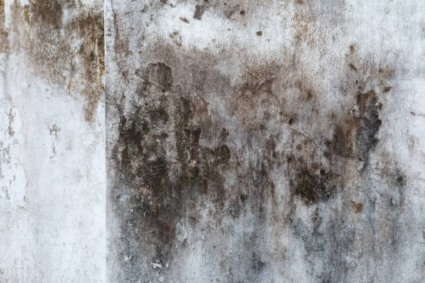 Best Black Mold Removal  in Jan Phyl Village, FL