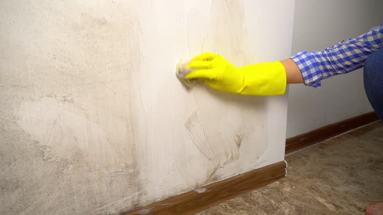 Mold Odor Removal Services in Jan Phyl Village, FL
