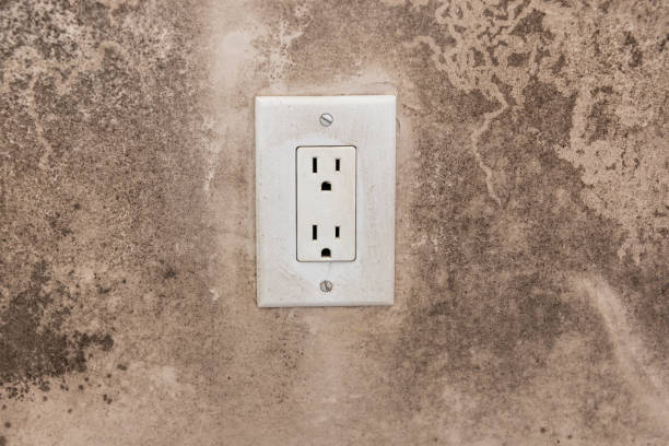 Best Environmental Consulting for Mold Prevention  in Jan Phyl Village, FL