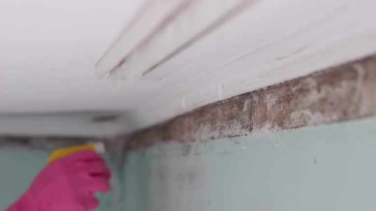 Best Mold Remediation for Healthcare Facilities  in Jan Phyl Village, FL