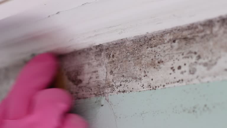 Best Emergency Mold Remediation  in Jan Phyl Village, FL